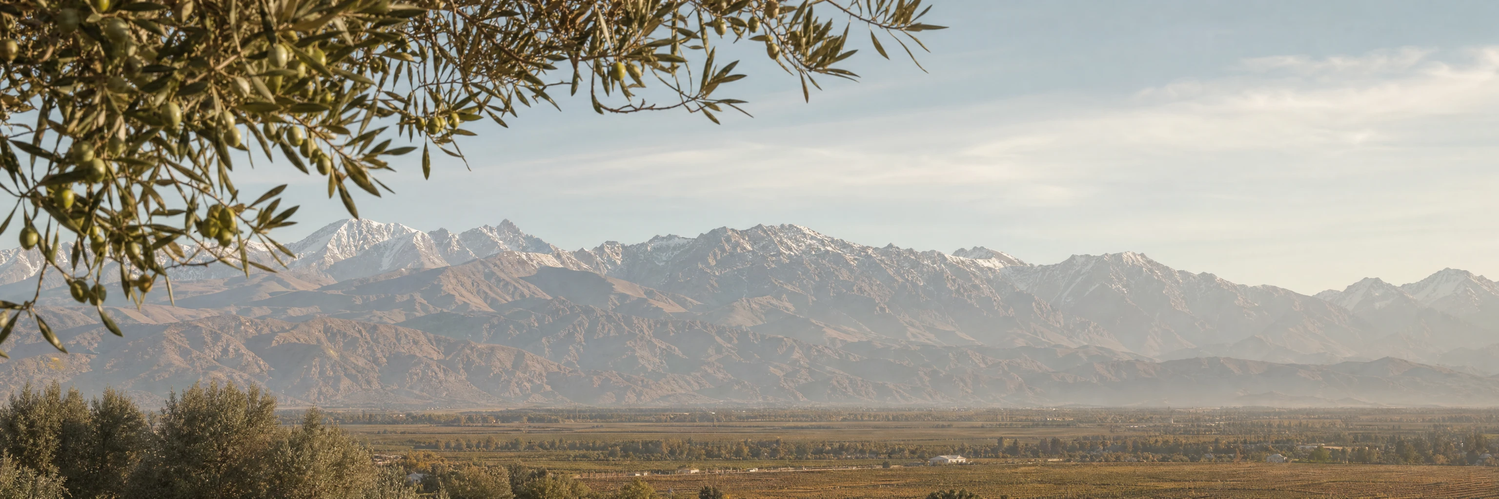 Ramas de olivo y montañas mendocinas